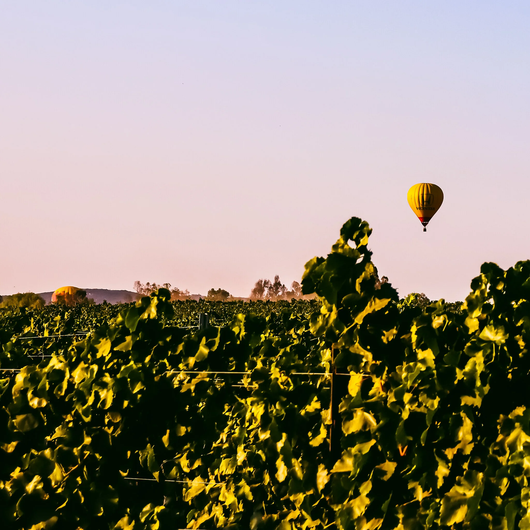 Temecula Balloons IMG_3213.jpg