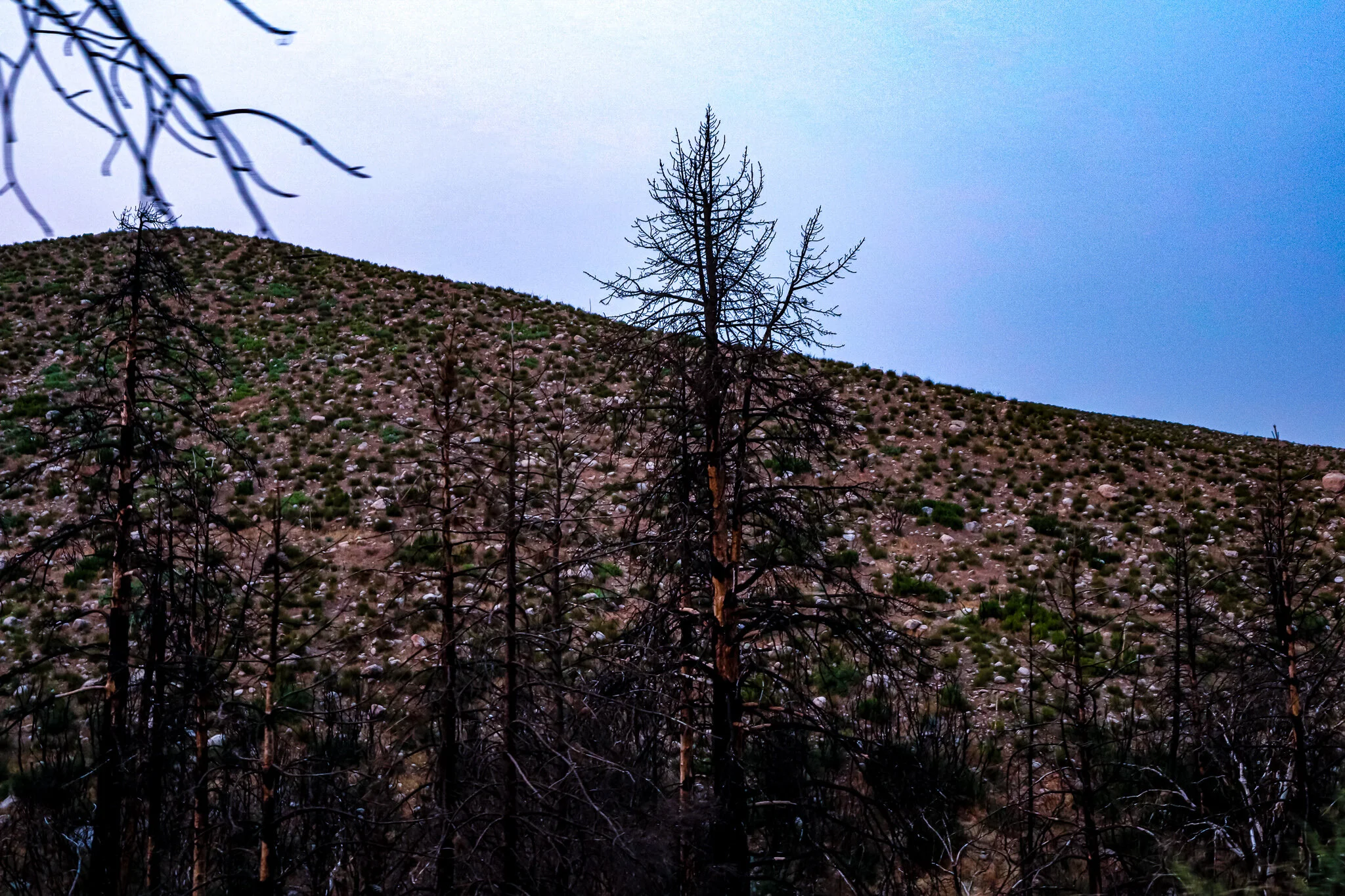 IMG_3735 BURNT TREES.jpg