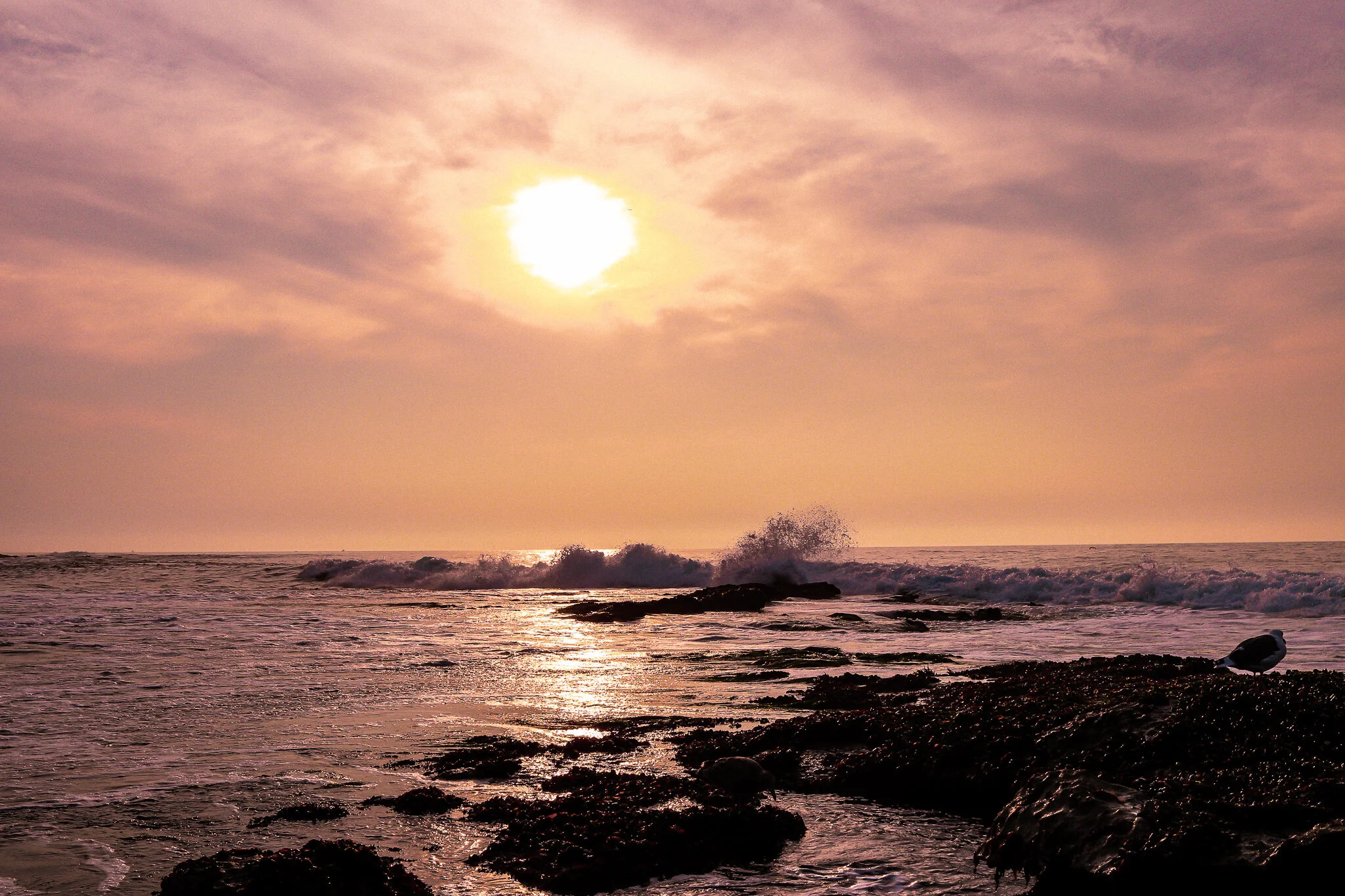 IMG_5171 LA JOLLA.jpg