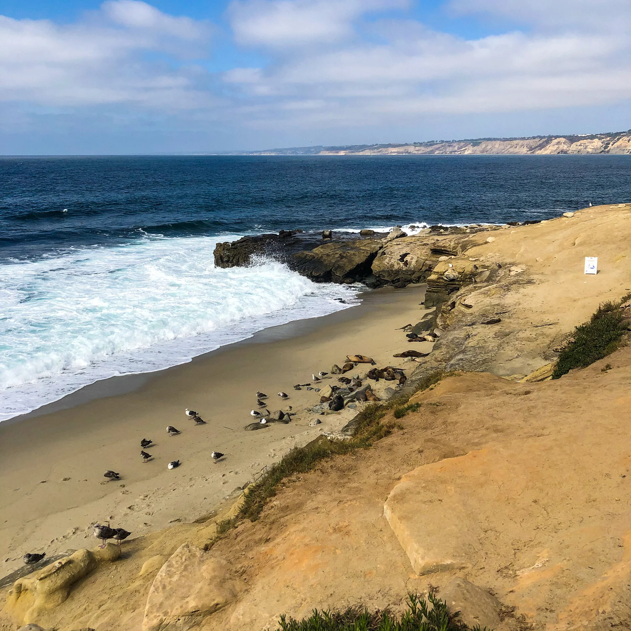 LA JOLLA IMG_7749.jpg