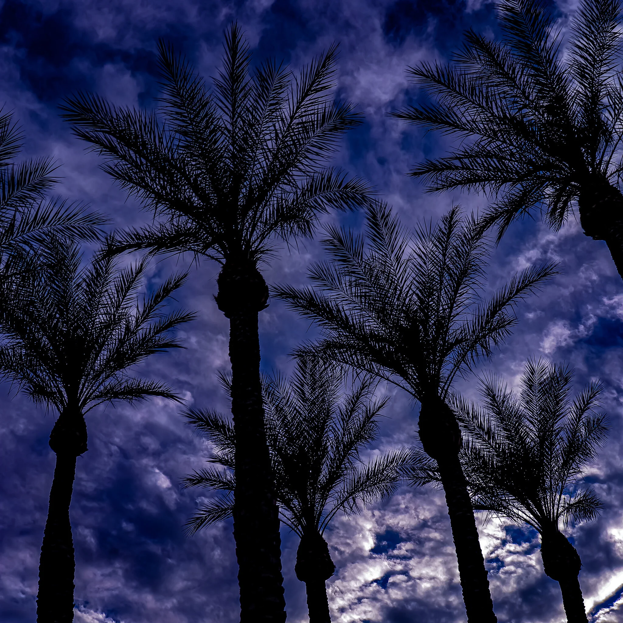 USED WEEK #45 IMG_6687 LAS VEGAS copy.jpg