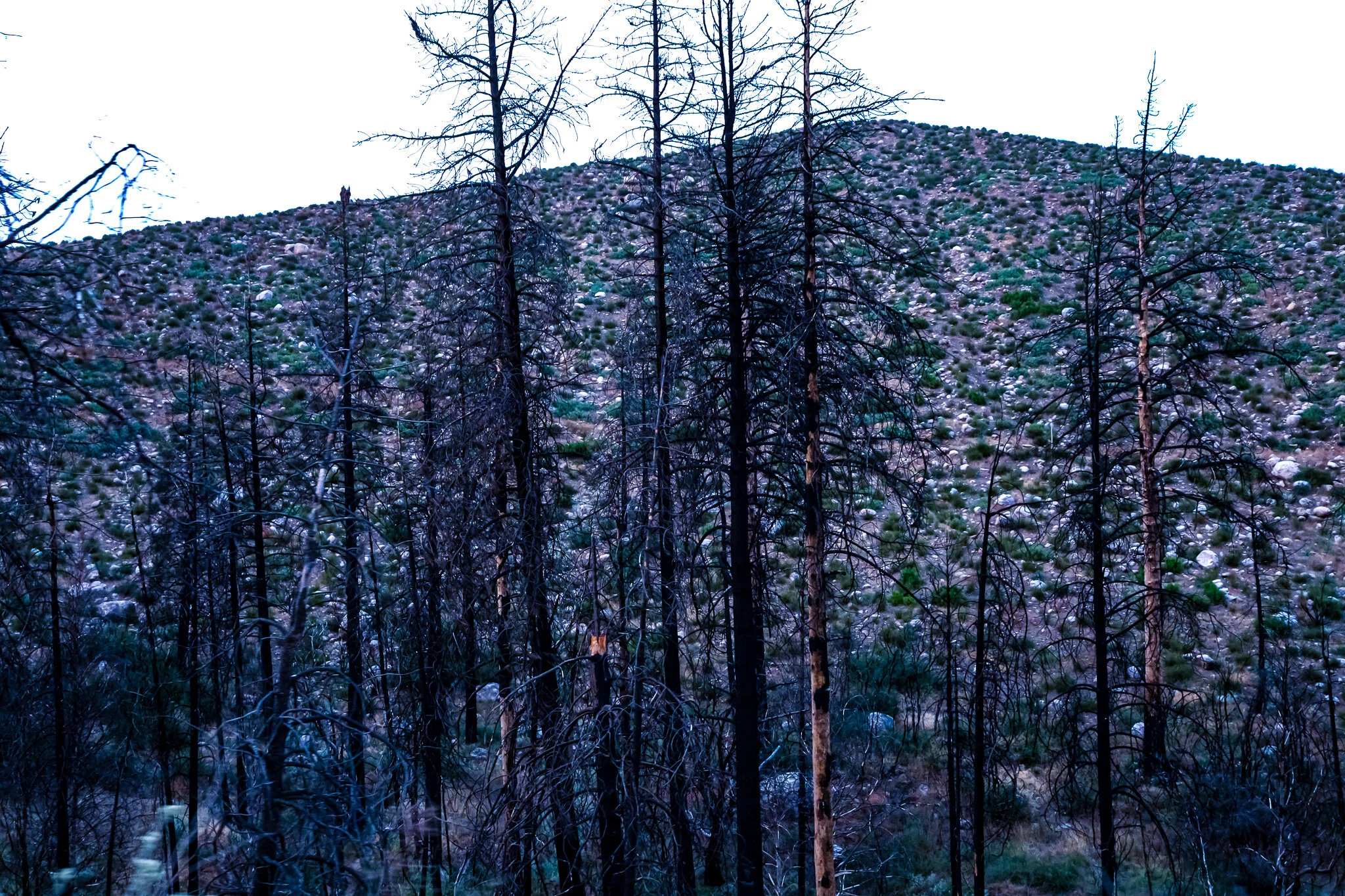 IMG_3738 BURNT TREES 2.jpg