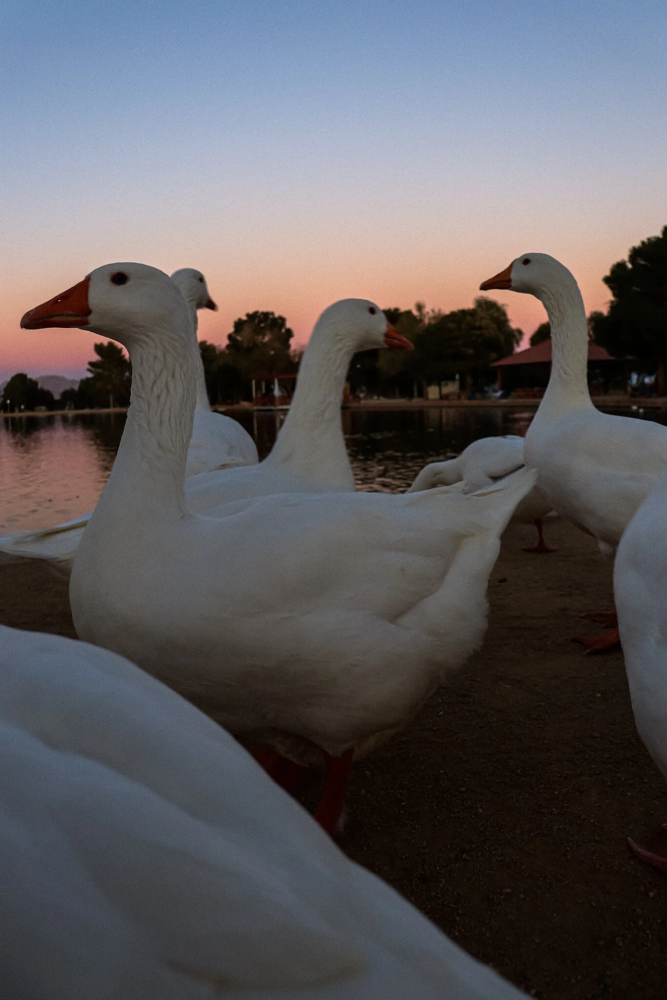 IMG_8523 LAS VEGAS SUNSET PARK.jpg