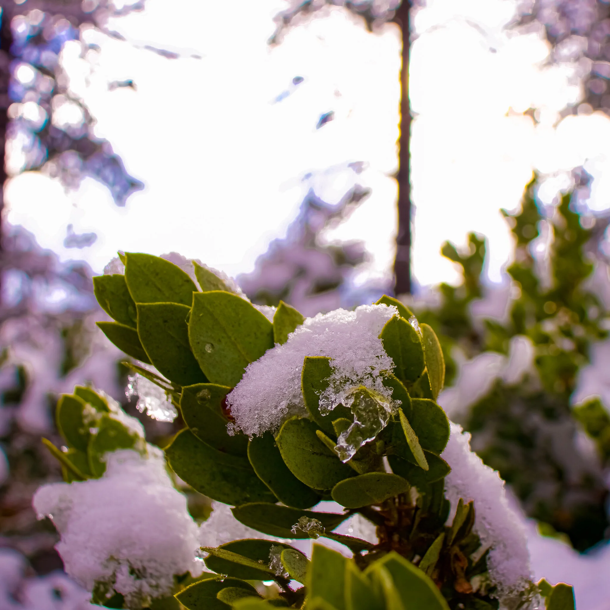 IMG_1835 IDYLLWILD.jpg