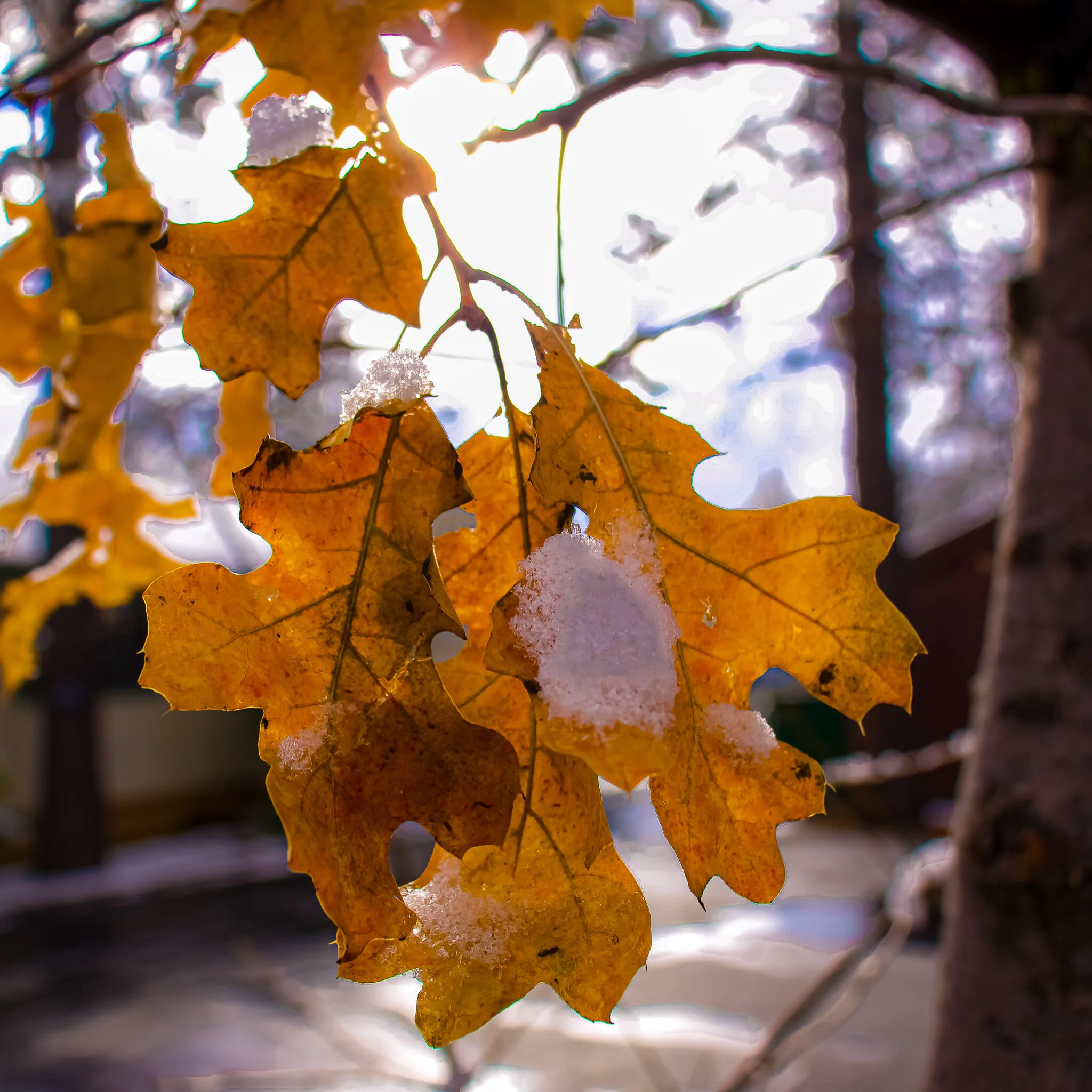 IMG_1836 IDYLLWILD.jpg