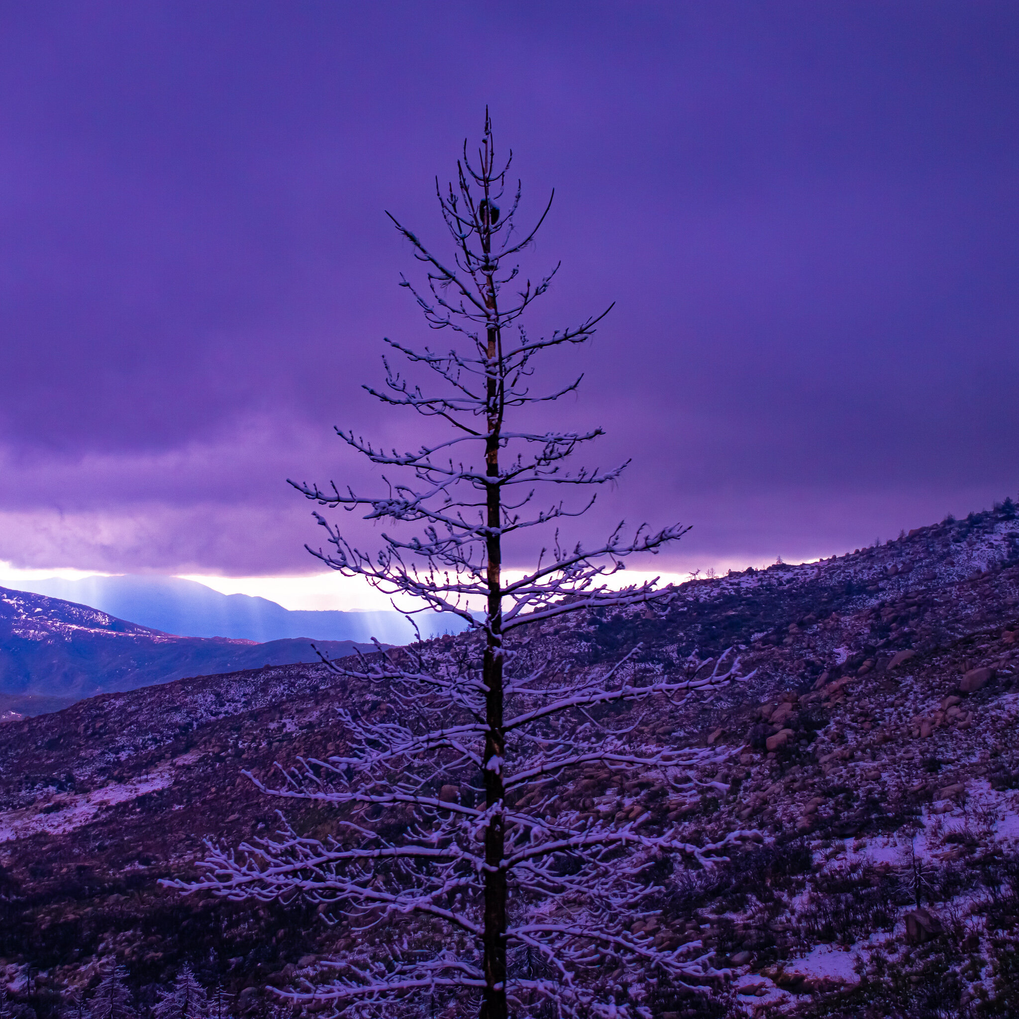 IMG_1921 IDYLLWILD.jpg