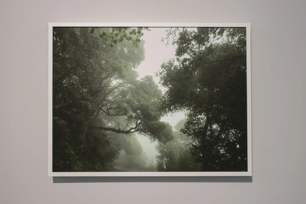 Green Daze , 2017, pigment print