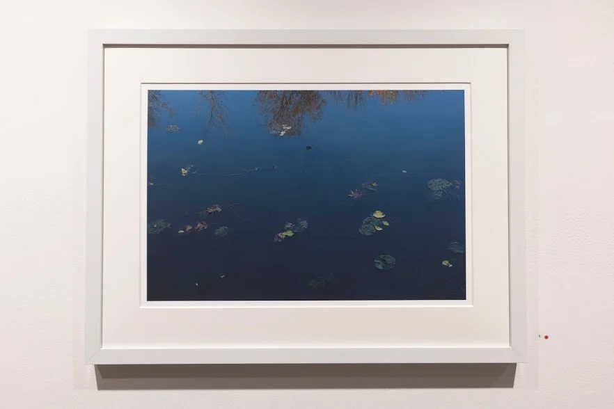 Nancy Fewkes, Site A, Spring Lake, 11.16 . Leaves and lily pads float on the water’s surface, which reflects yellow trees against a field of blue.Image courtesy of Lucas Stiegman.