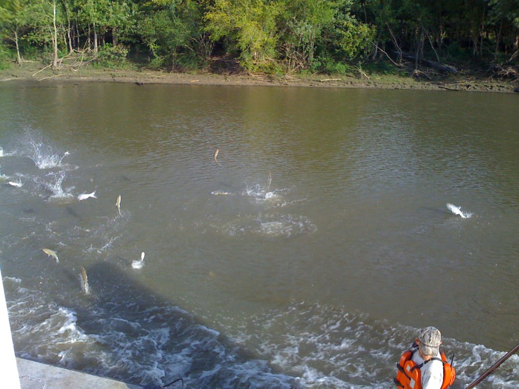 Introduced “Asian” carp jumping alongside a push boat in the Illinois River, 2010. Photo by Ryan Griffis.