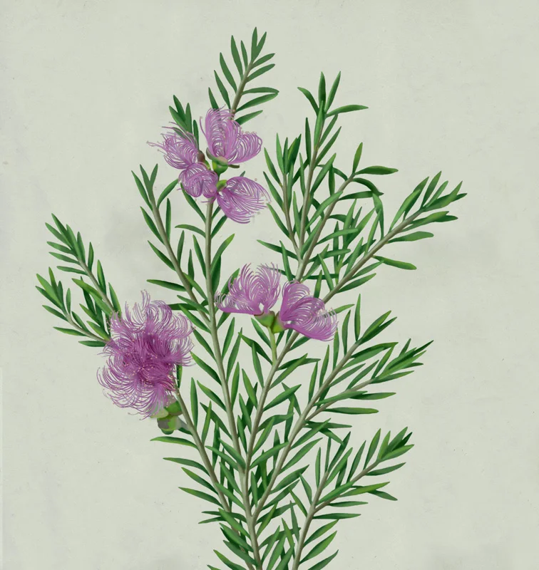mz_08_melaleuca_color.jpg