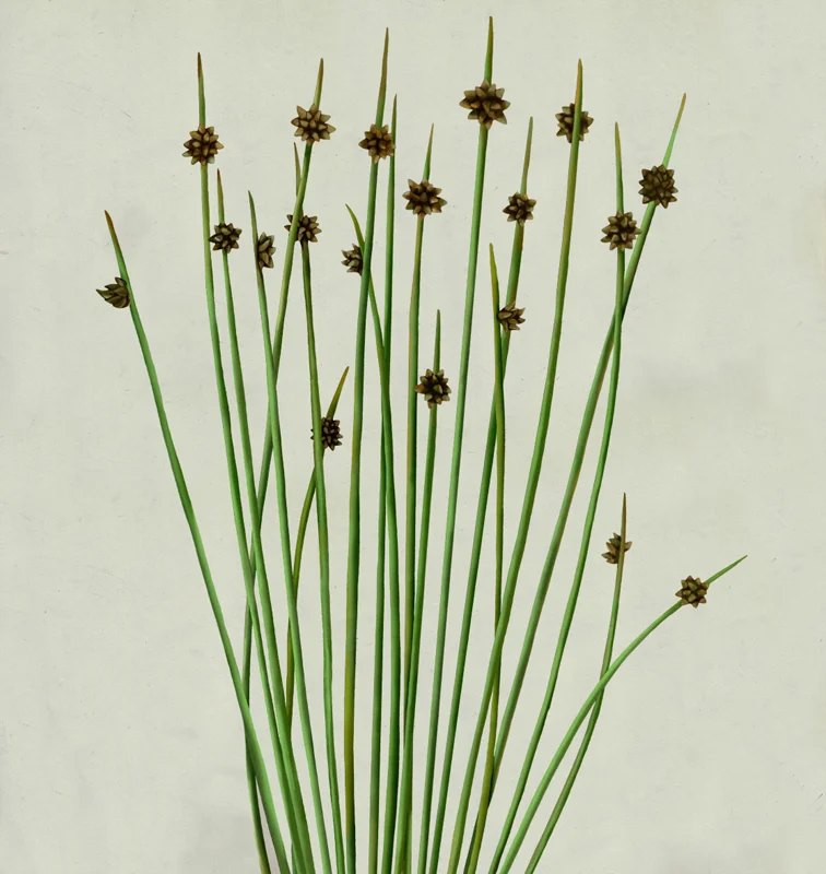 mz_01_isolepsis_color.jpg
