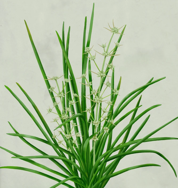 mz_02_lomandra_longifolia_color.jpg