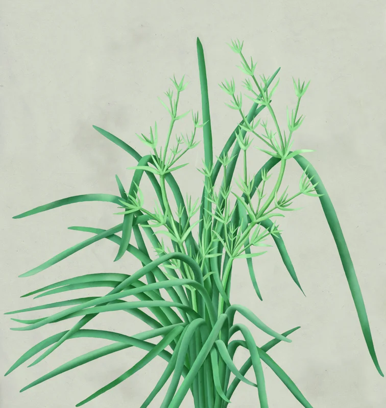 mz_03_lomandra_hystrix_color.jpg