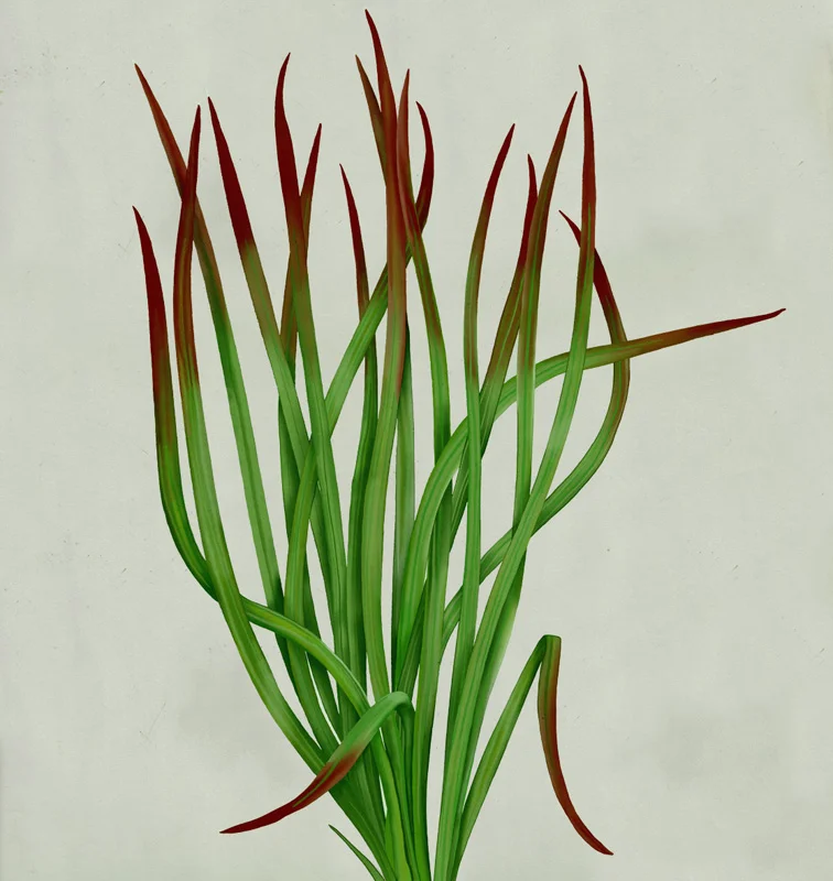 mz_04_imperata_color.jpg