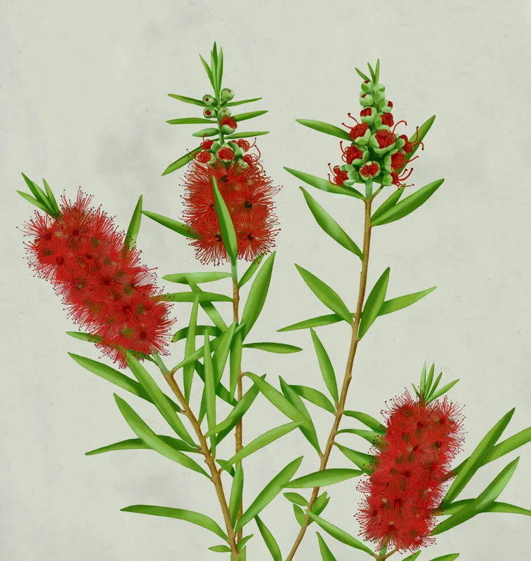 mz_11_callistemon_color.jpg