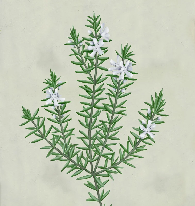 mz_13_westringia_color.jpg