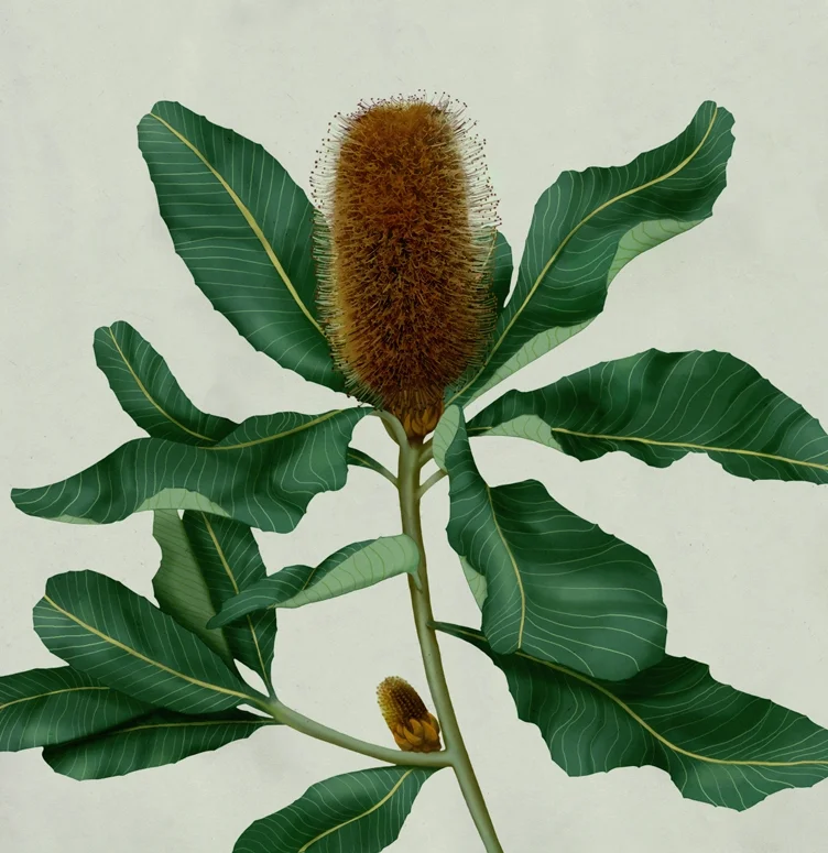 mz_06_banksia_color.jpg