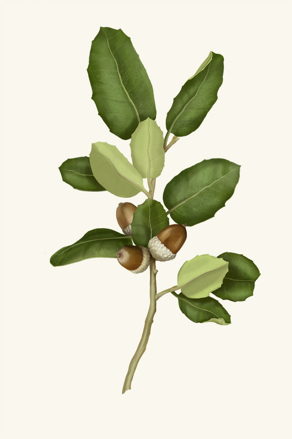 strand_holly_oak.jpg