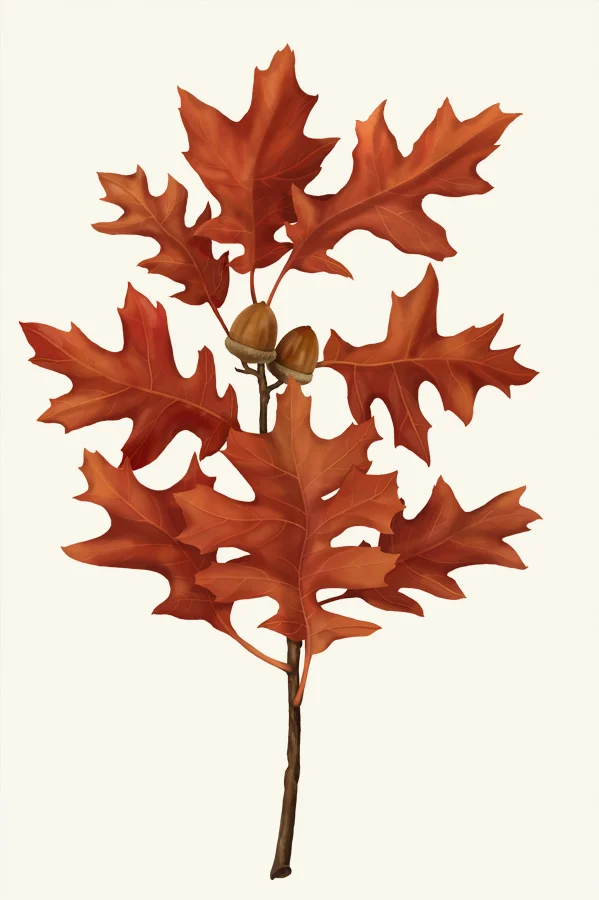 strand_scarlet_oak_red.jpg