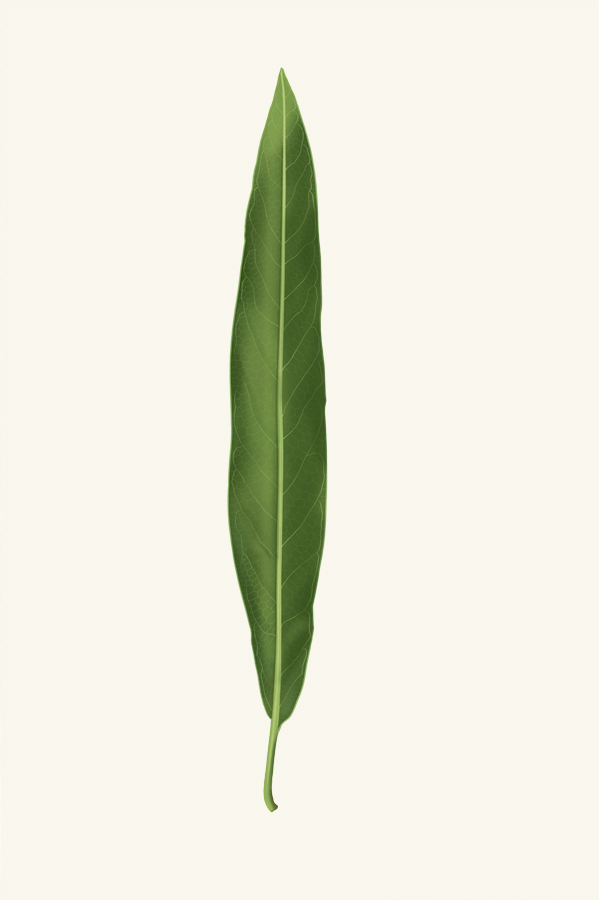Strand_willow_leaf.jpg