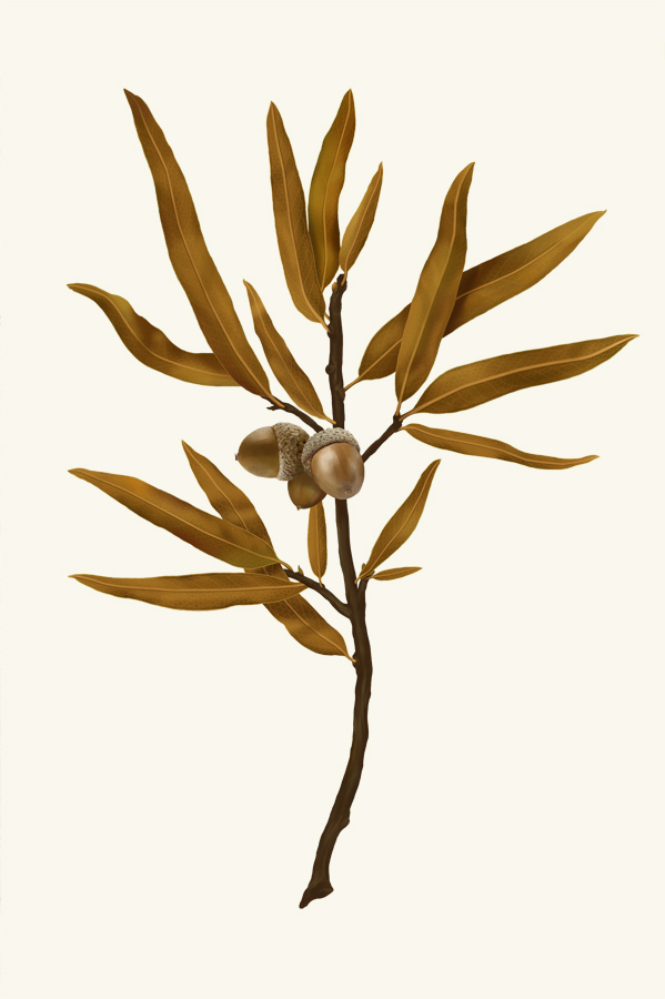 strand_willow_oak_golden.jpg