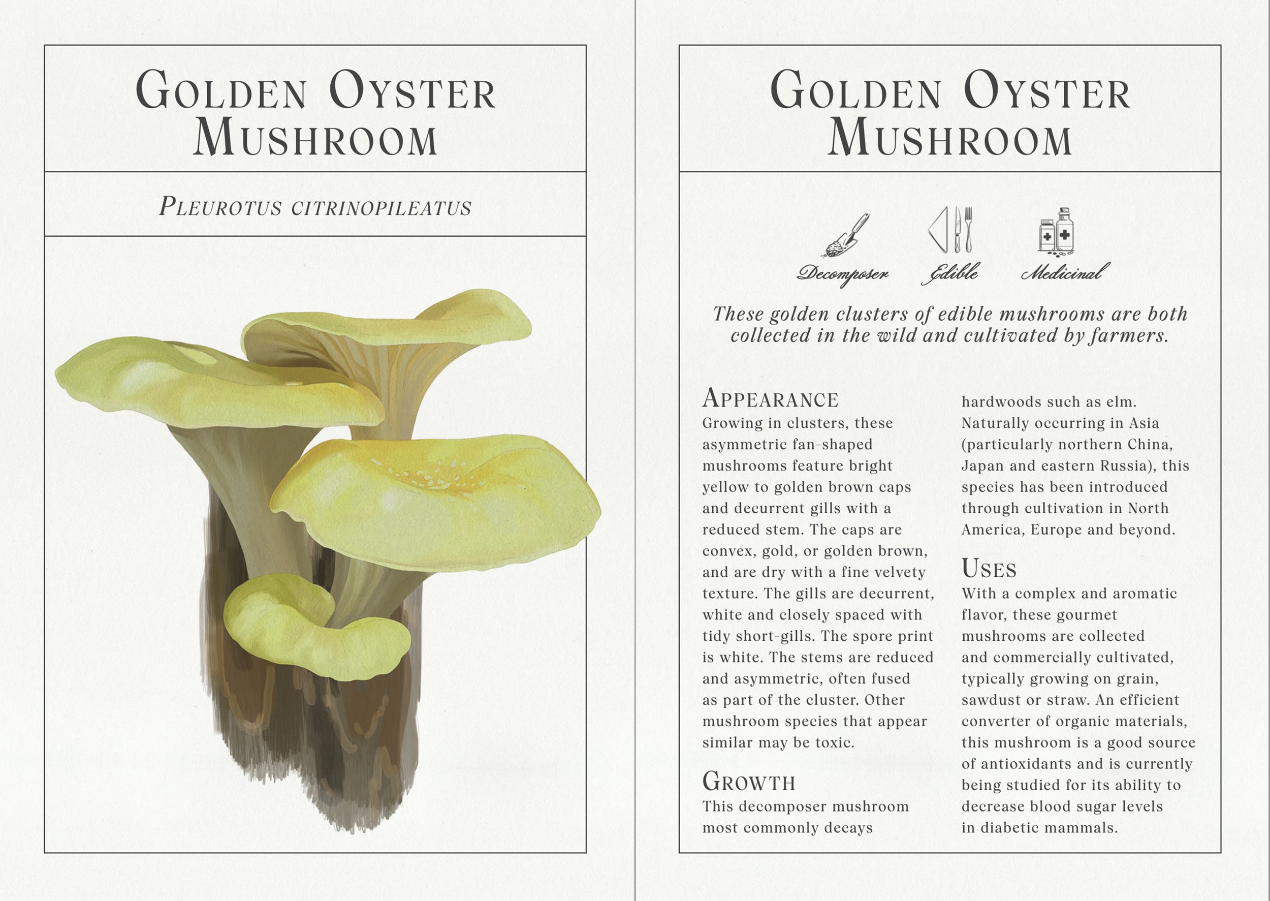 golden_oyster.jpg