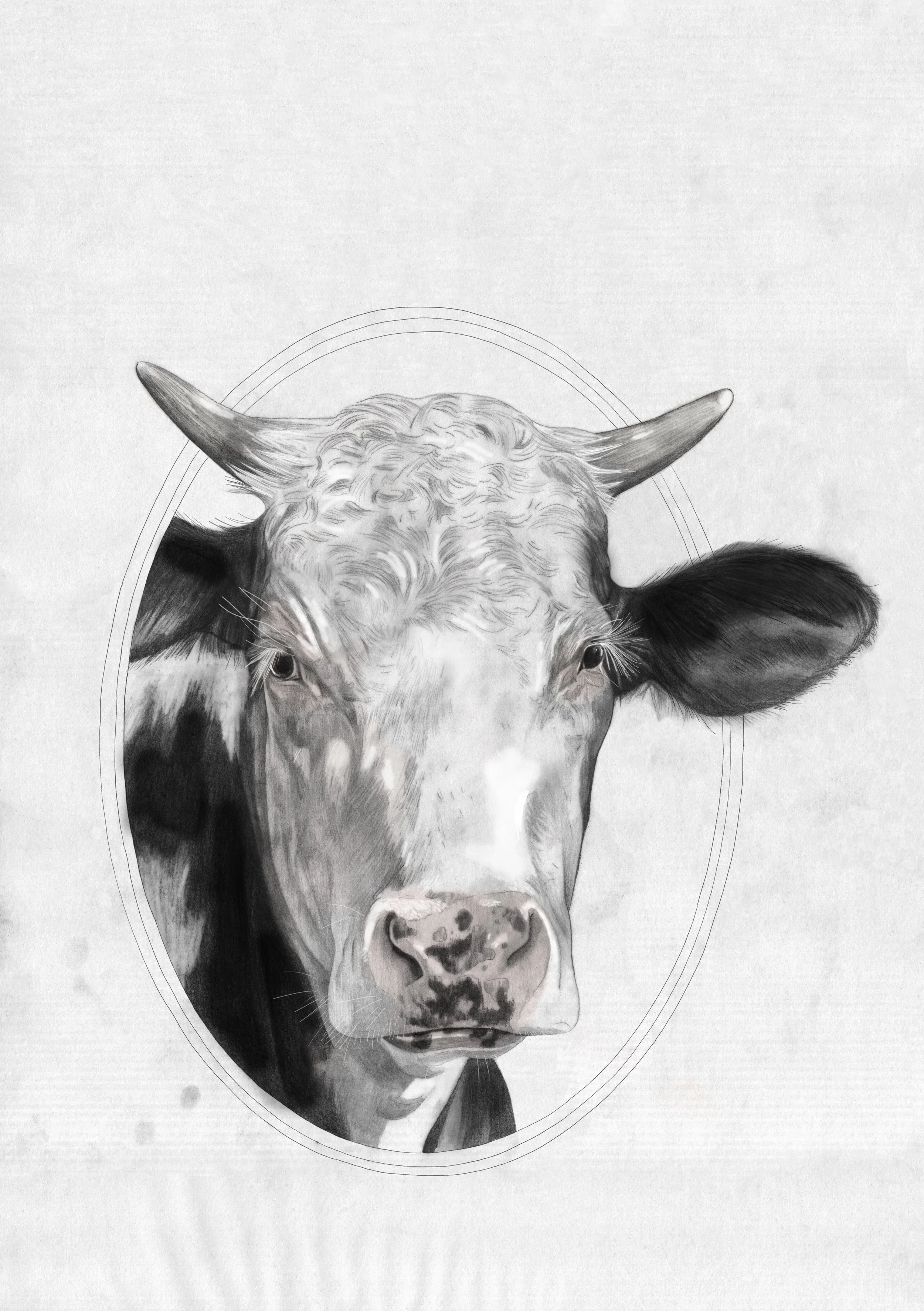 cow_.jpg