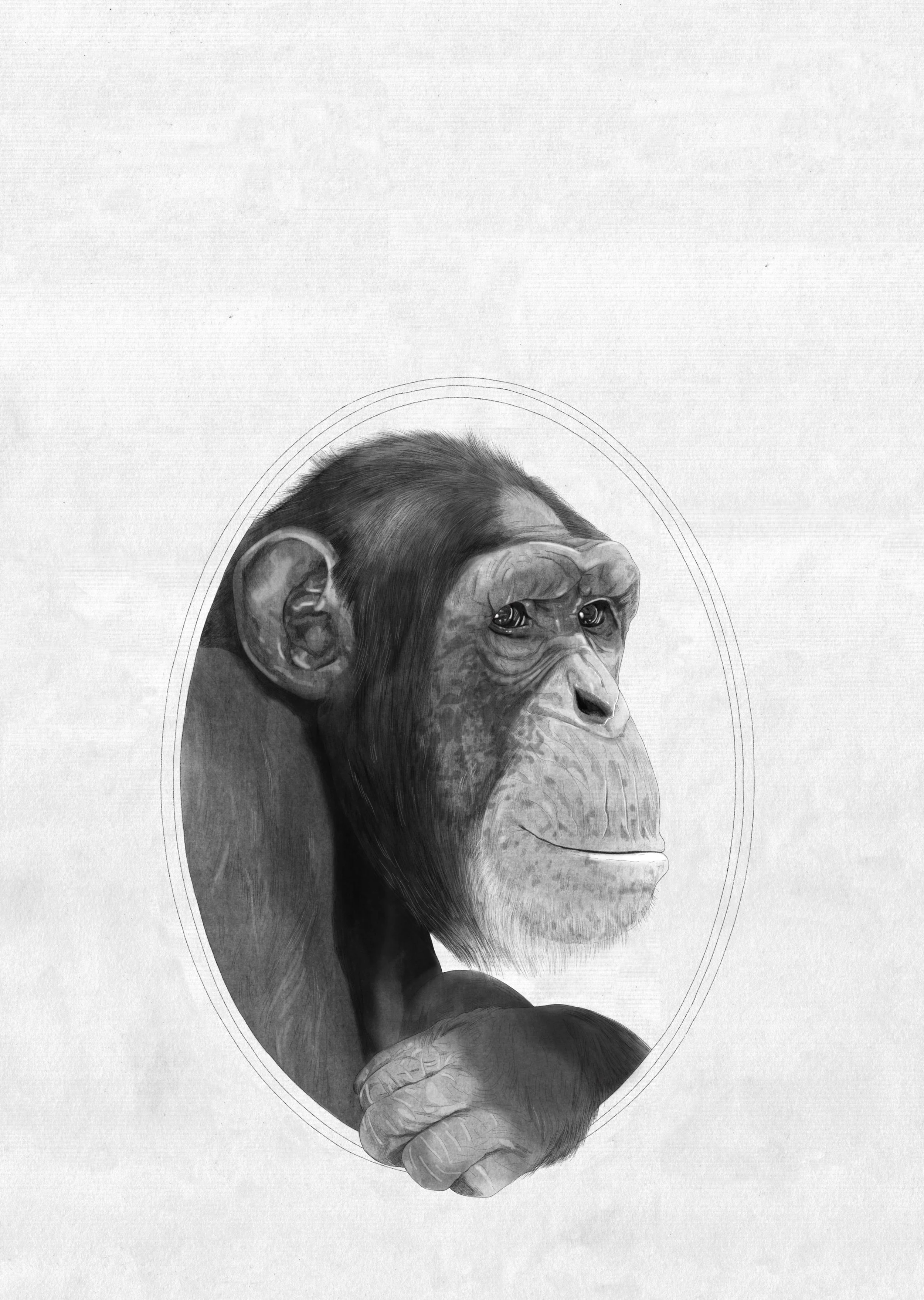chimpanzee_.jpg