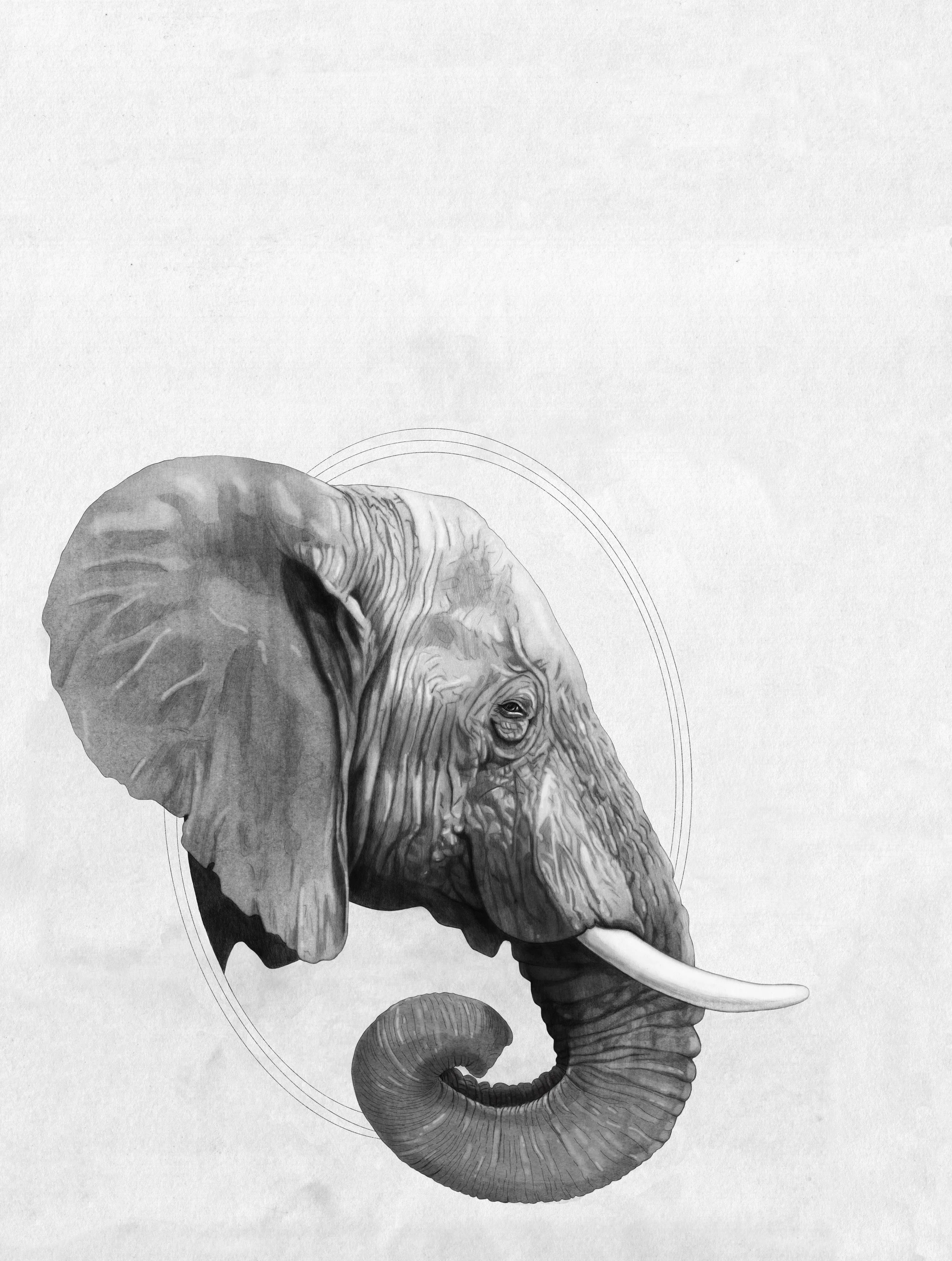 Elephant_.jpg