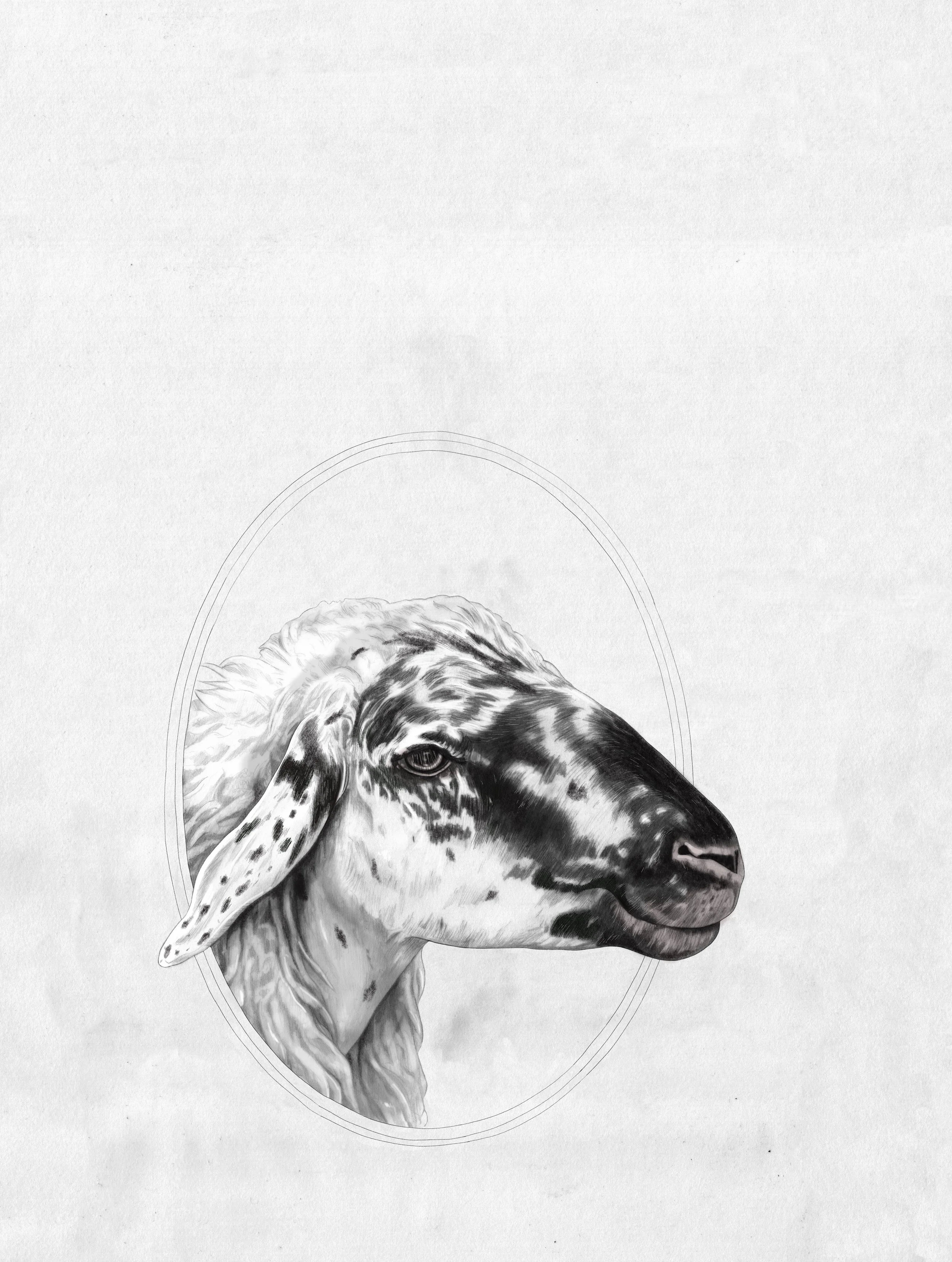 sheep_.jpg