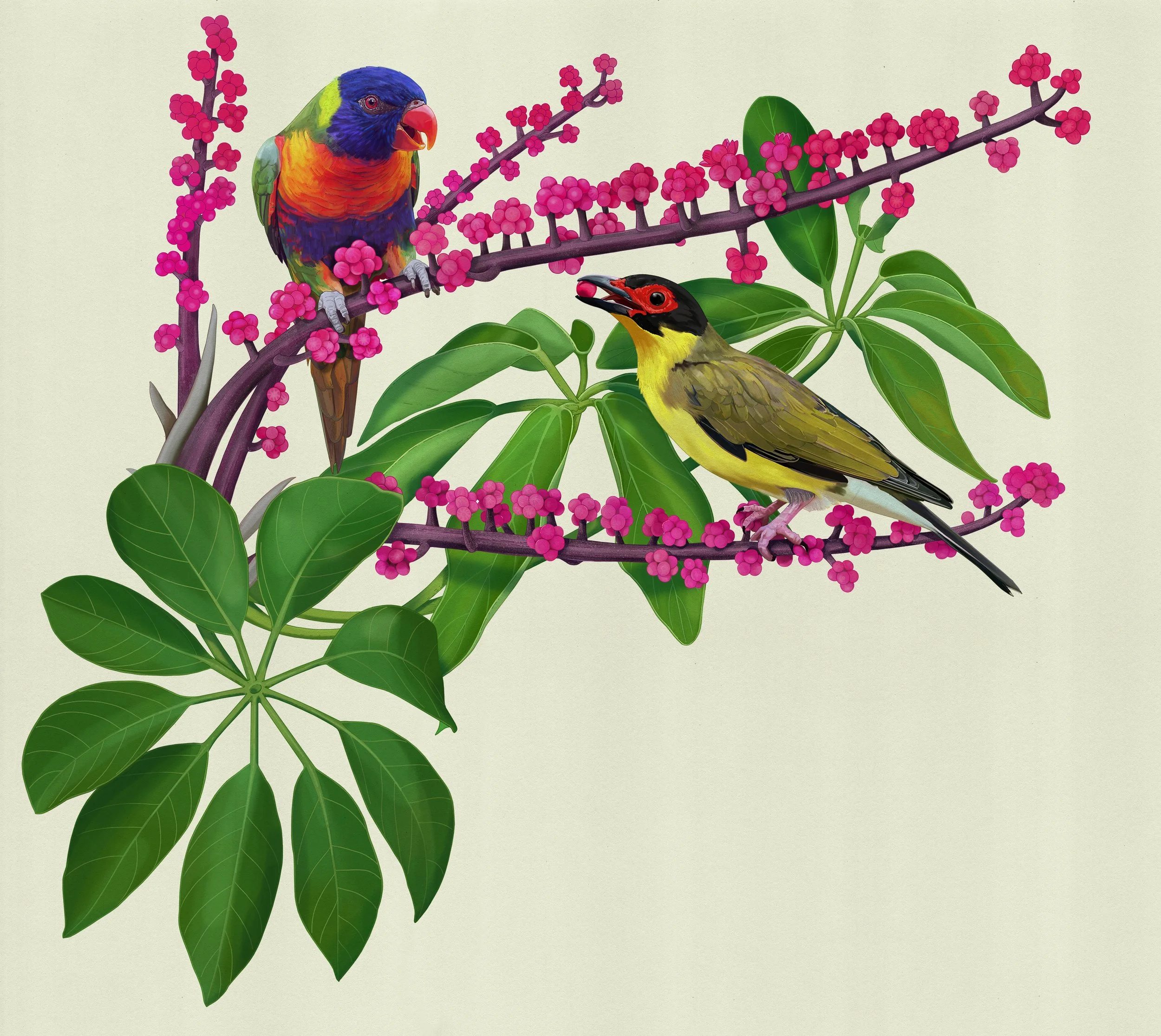 A Rainbow lorikeet (Trichoglossus haematodus) and a Figbird (Sphecotheres vieilloti) on a flowering Umbrella tree