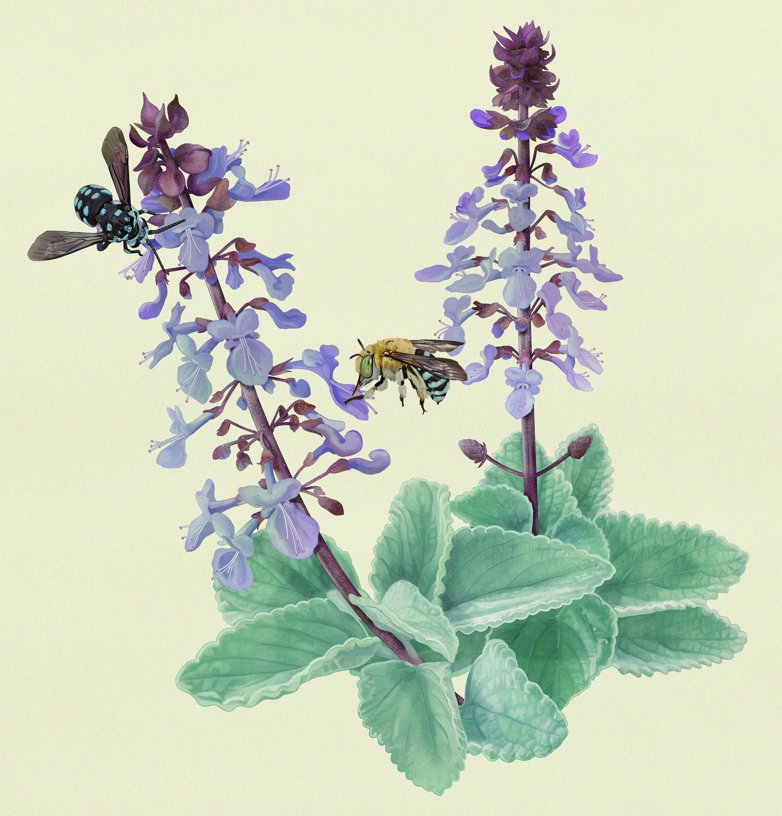 mz_native_Australian_flora_fauna_04.jpg