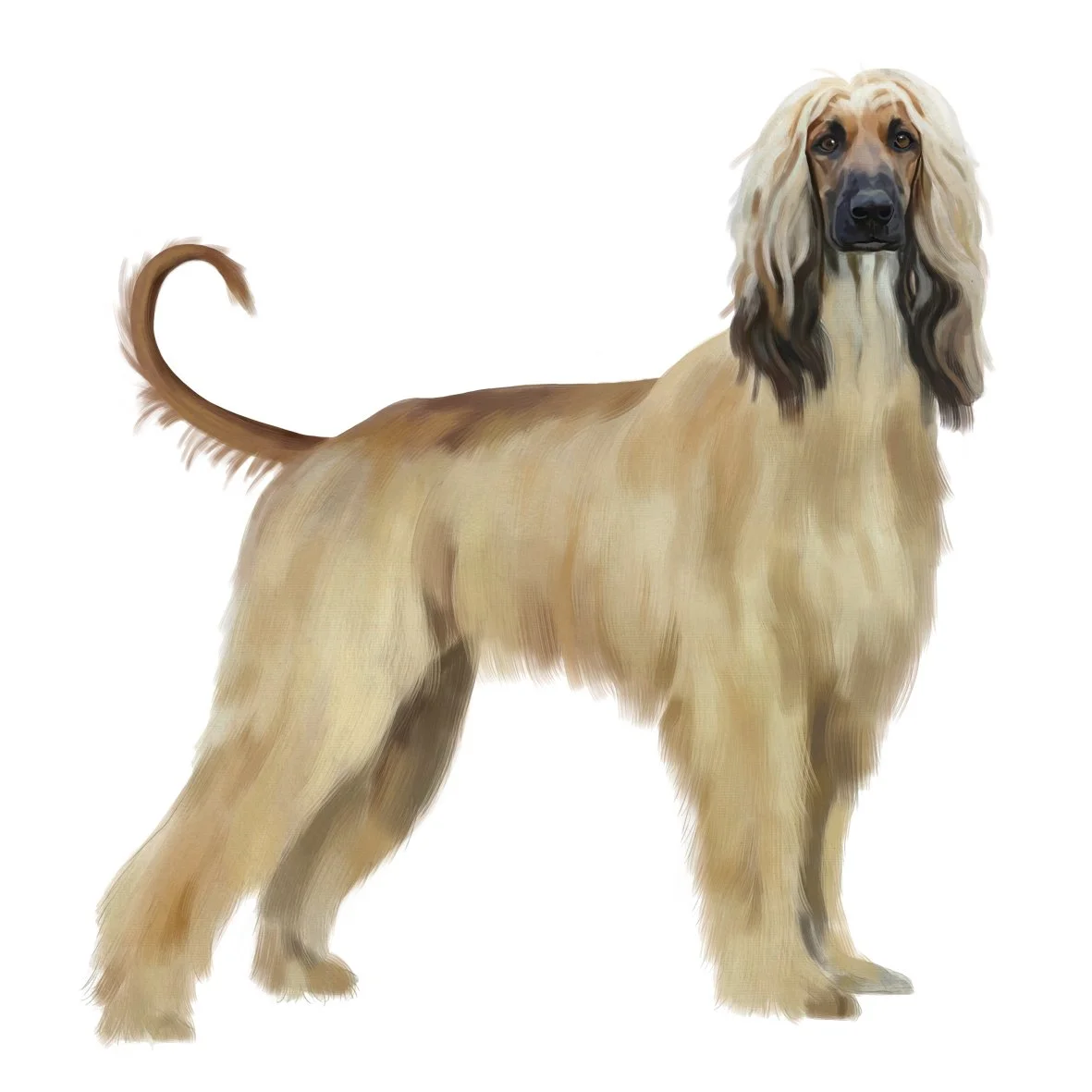 01_Afgan_Hound.jpg