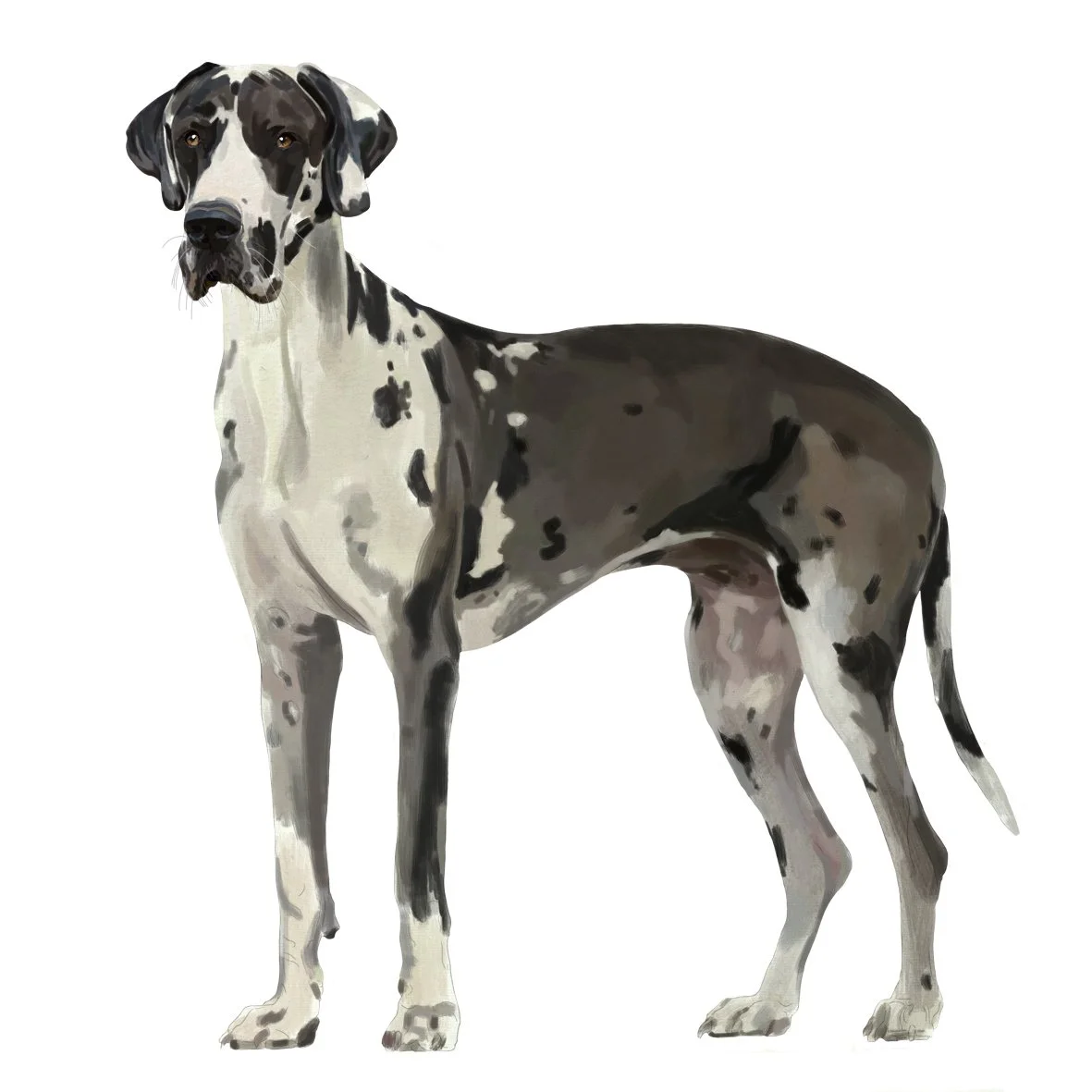 Great Dane
