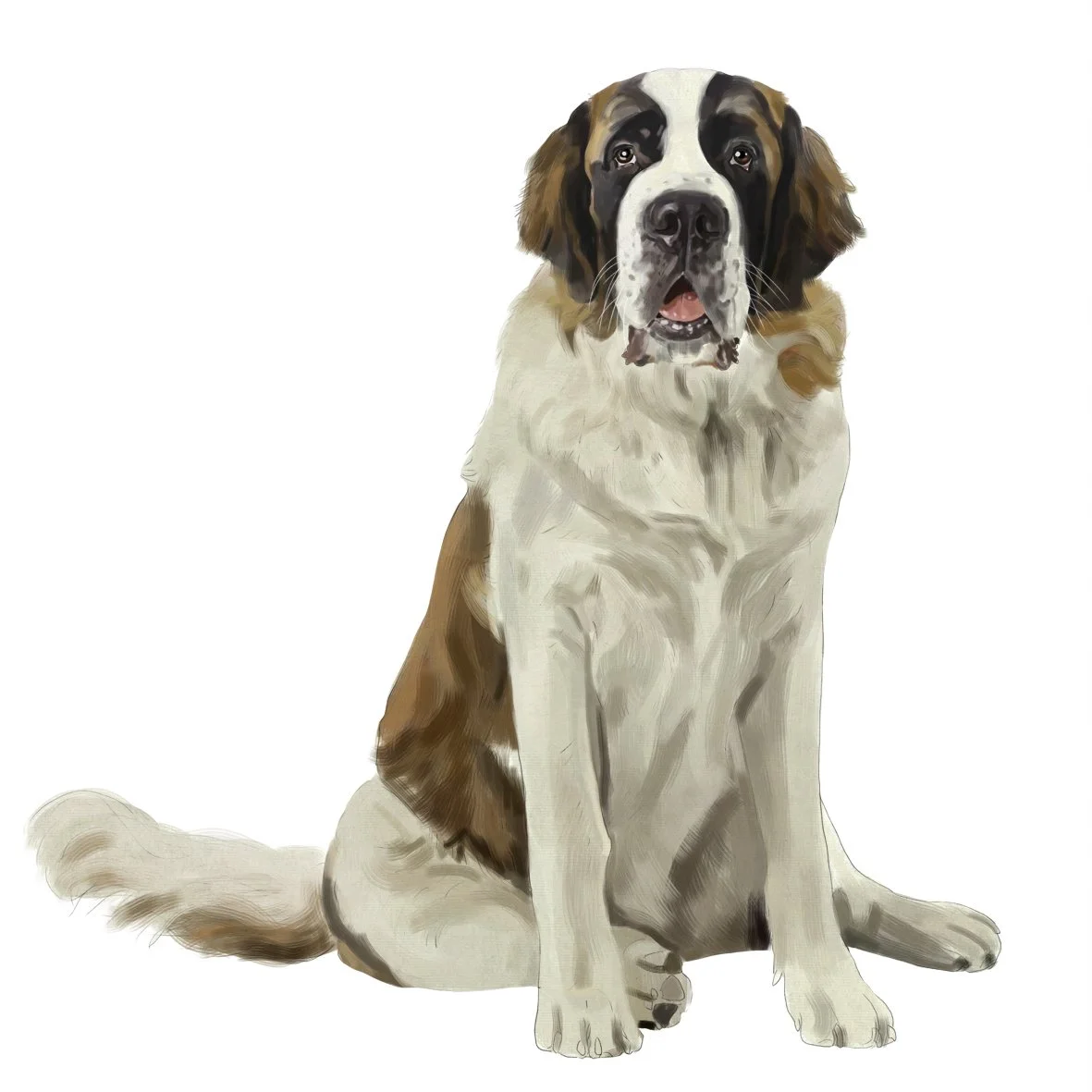 38_Saint_Bernard.jpg