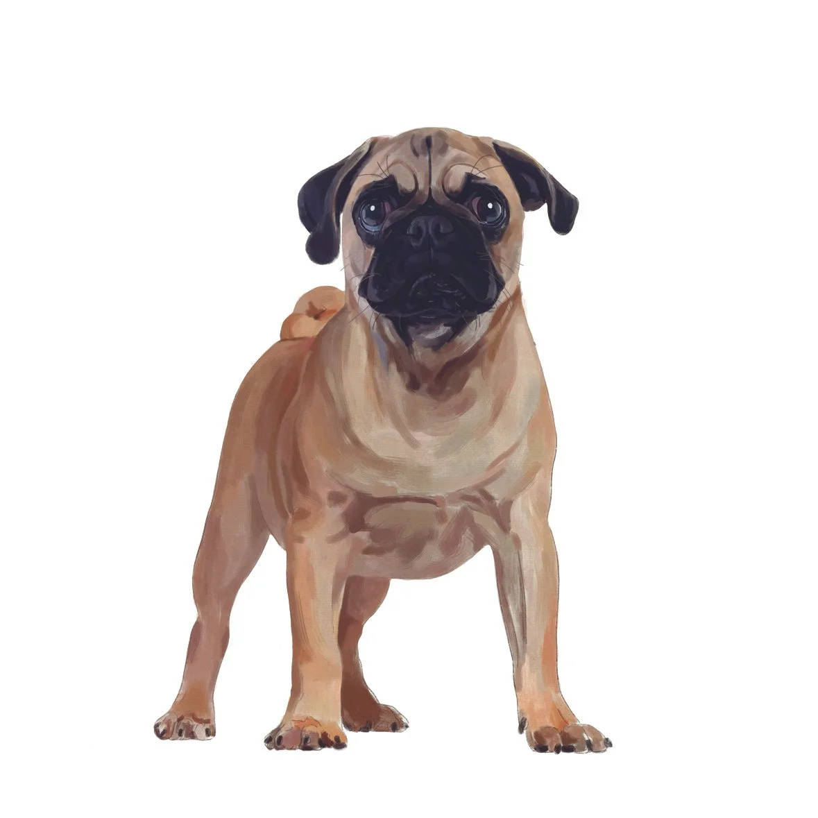 35_ Pug.jpg