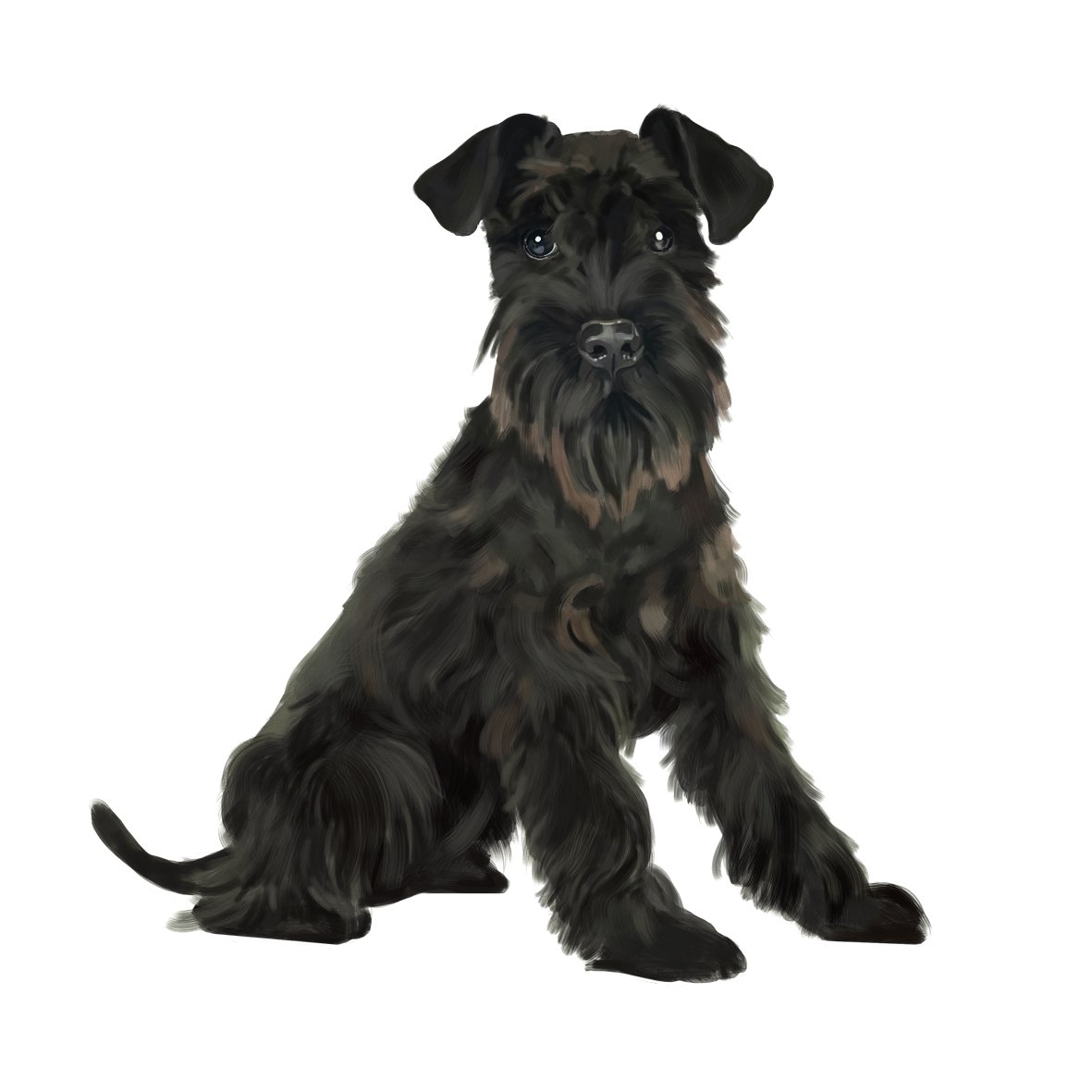 40_Schnauzer.jpg