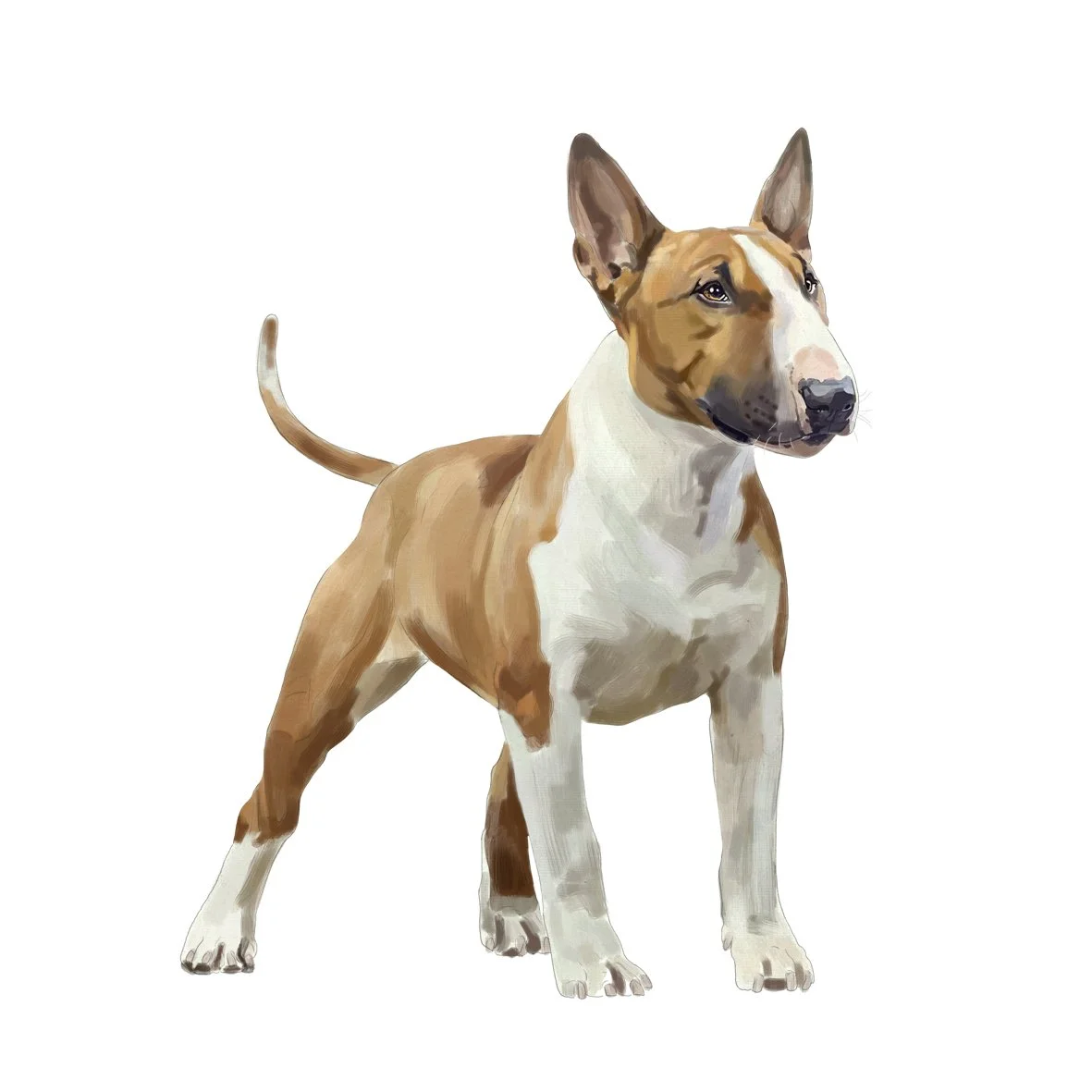 12_Bull_Terrier.jpg