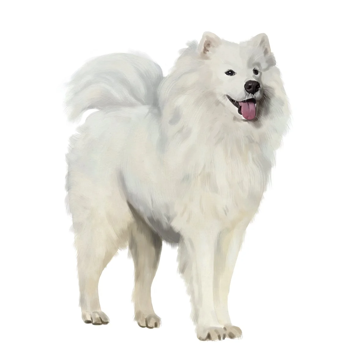 39_Samoyed.jpg