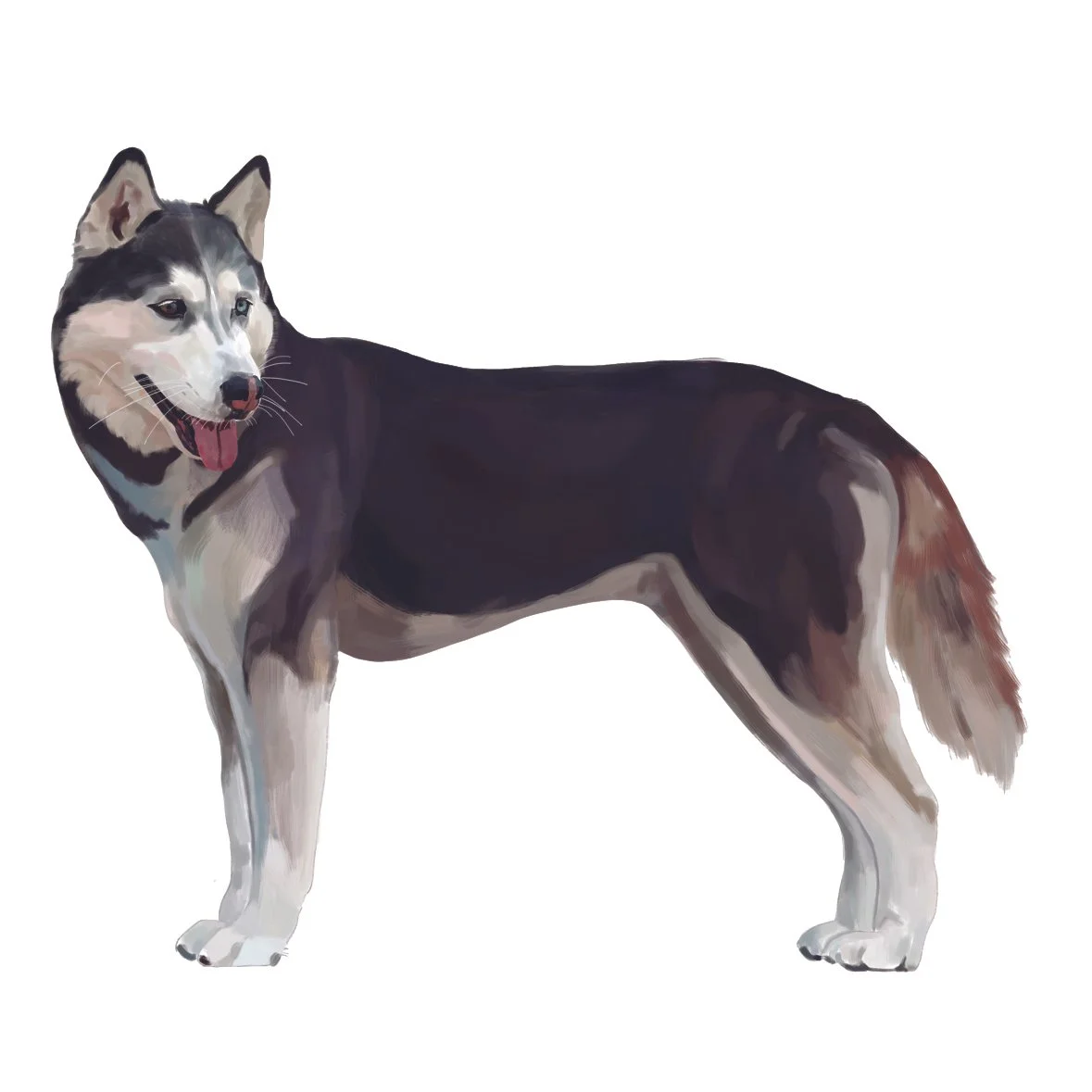 44_Siberian_Husky.jpg