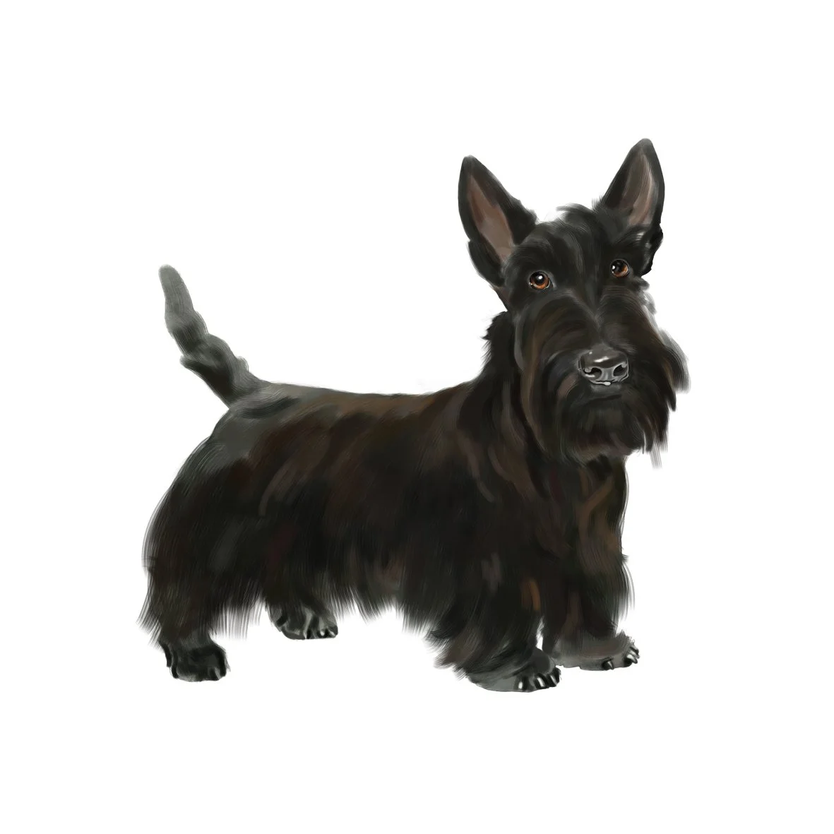 41_Scottish Terrier.jpg