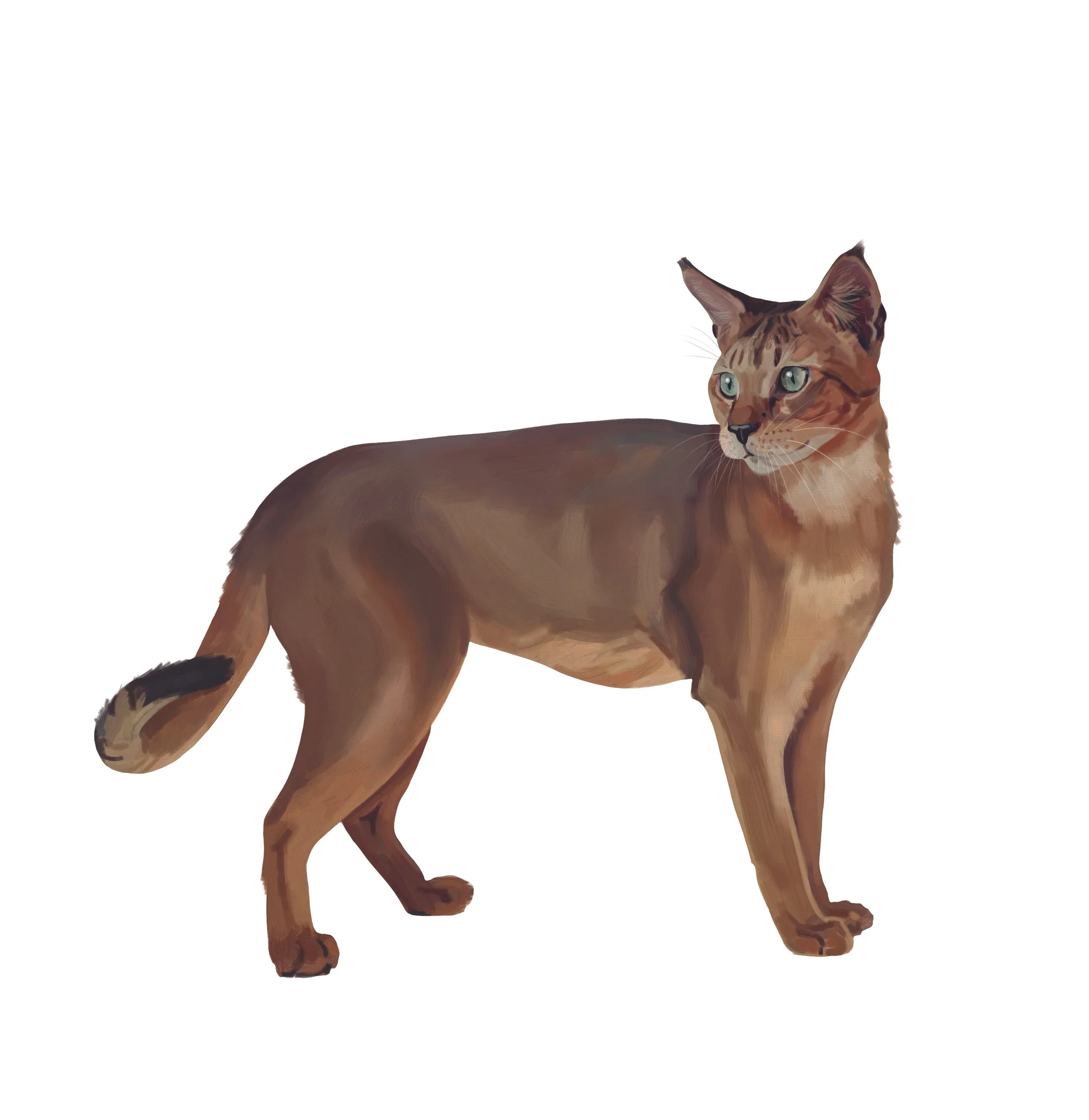 01-Chausie_FA.jpg