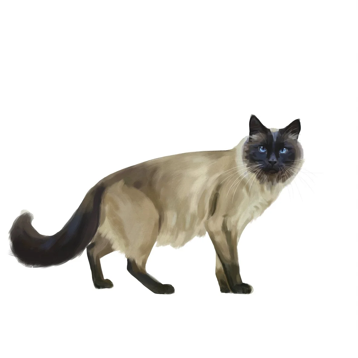 06_Balinese.jpg