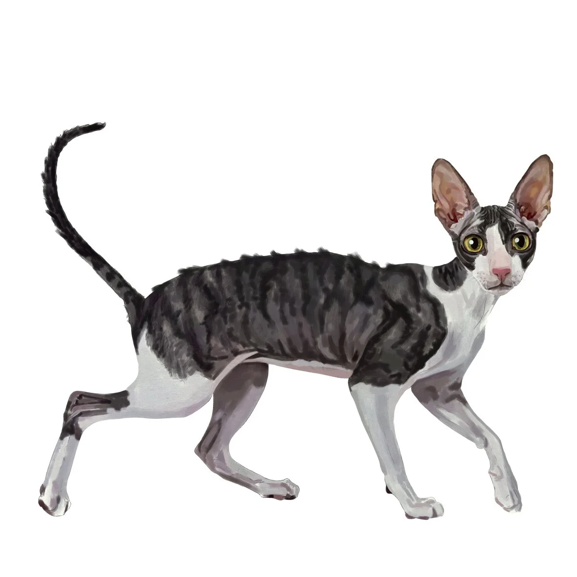 14_Cornish_Rex.jpg