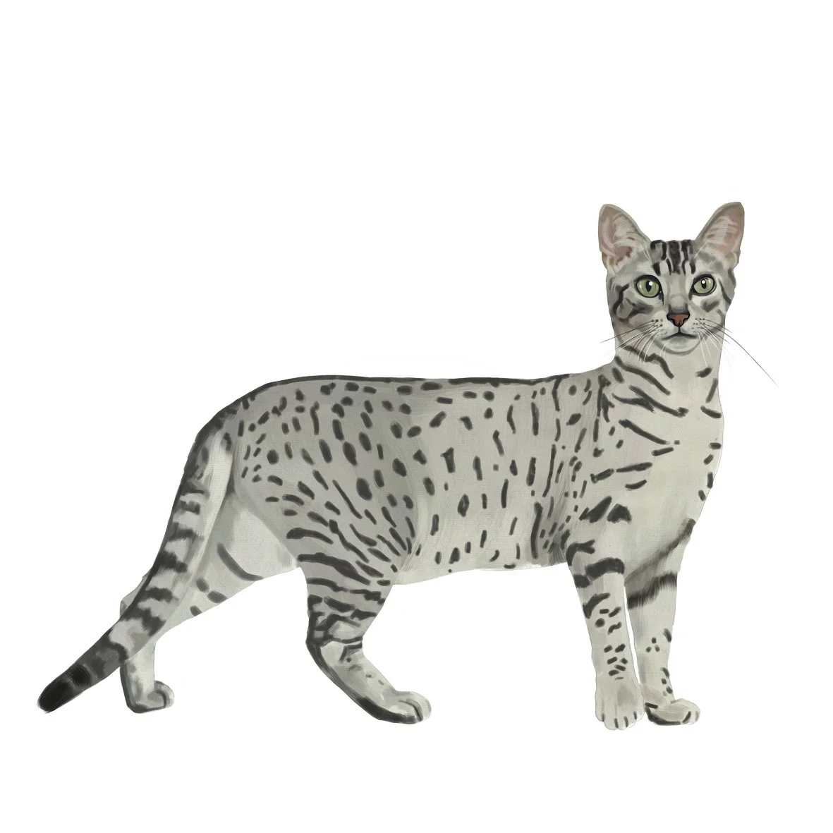 17_Egyptian_mau.jpg