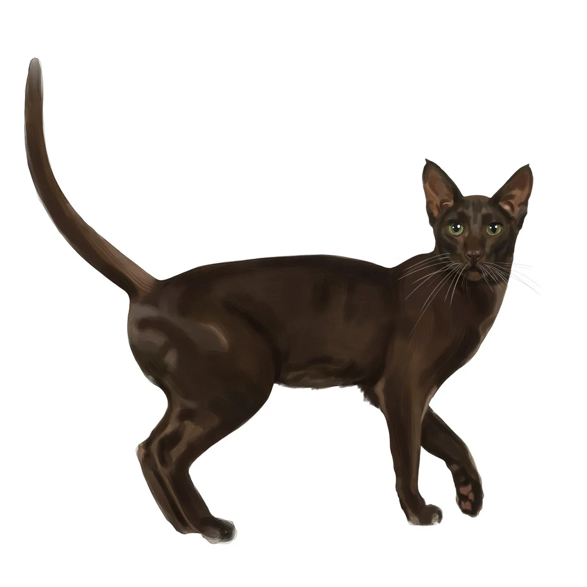 19_Havana_brown.jpg