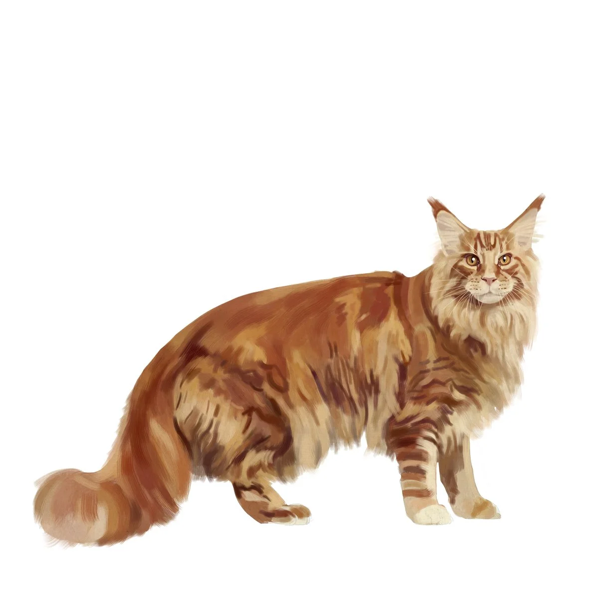 26_Maine_coon.jpg