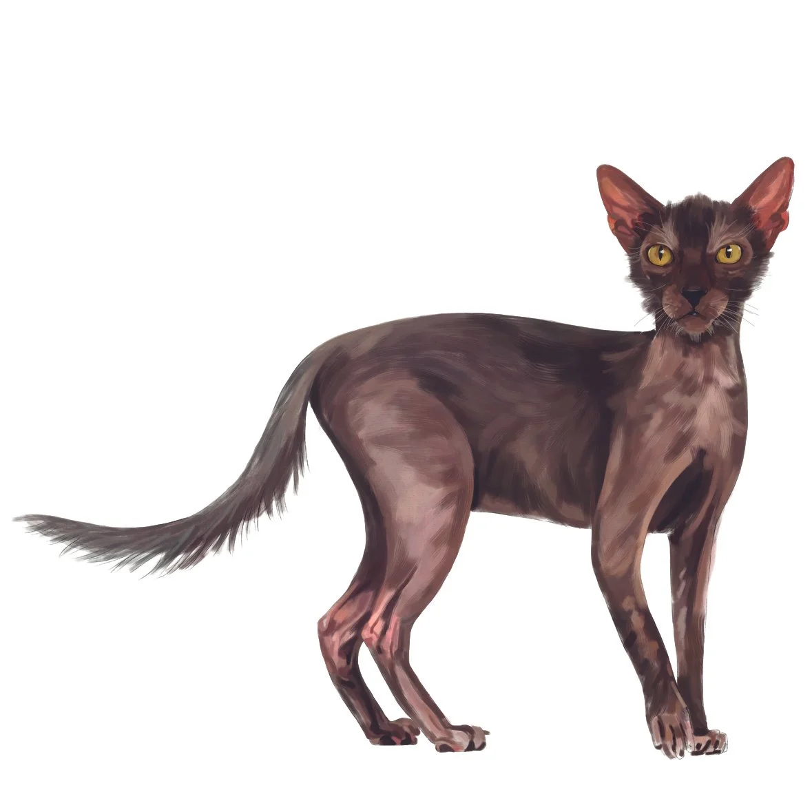25_Lykoi.jpg