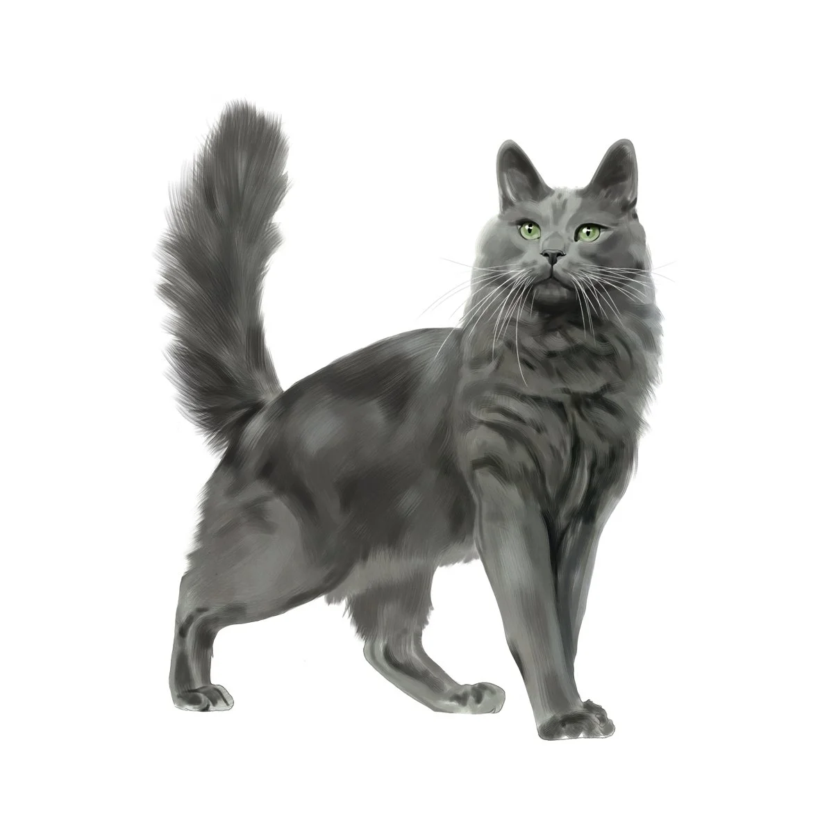 29_Nebelung.jpg