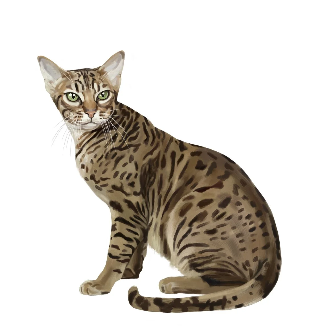 31_Ocicat.jpg